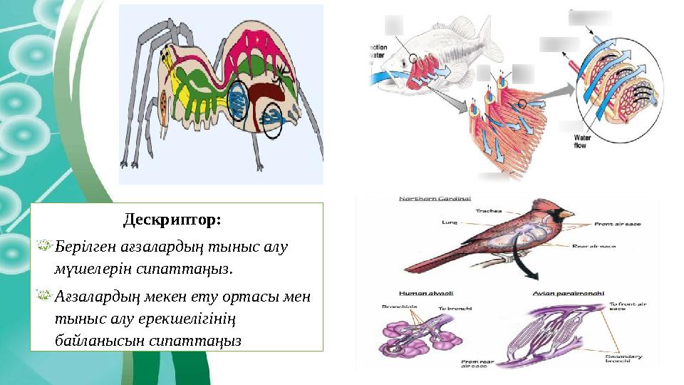 Дескриптор: Берілген ағзалардың тыныс алу мүшелерін сипаттаңыз. Ағзалардың мекен ету ортасы мен тыныс алу ерекшелігінің бай