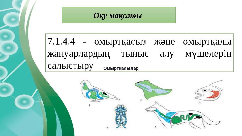 7.1.4.4 - омыртқасыз және омыртқалы жануарлардың тыныс алу мүшелерін салыстыру Оқу мақсаты Омыртқалылар