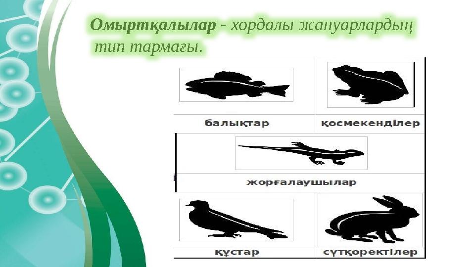 Омыртқалылар - хордалы жануарлардың тип тармағы.