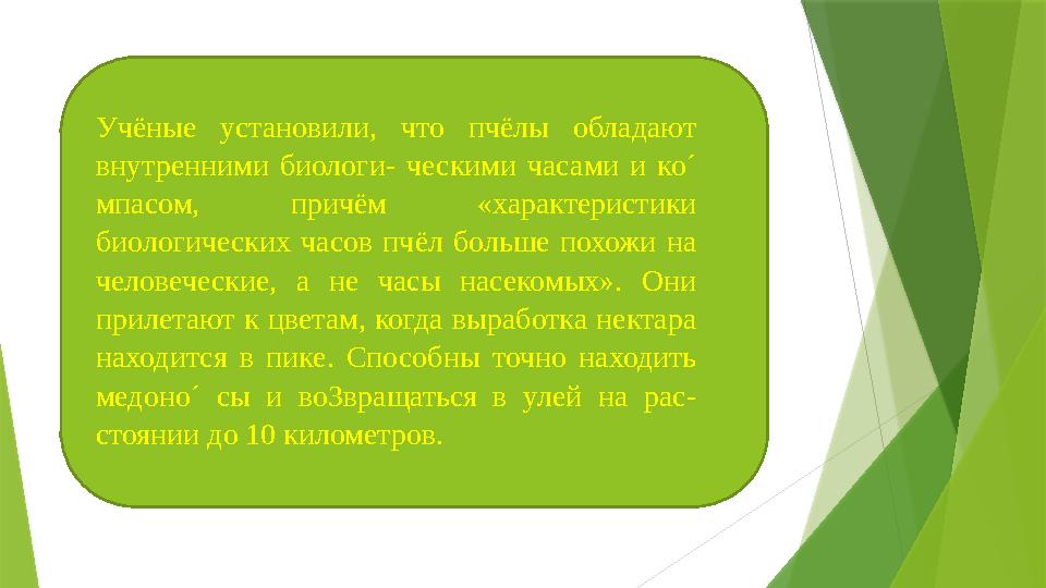. Учëные установили, что пчëлы обладают внутренними биологи- ческими часами и ко´ мпасом, причëм «характеристи