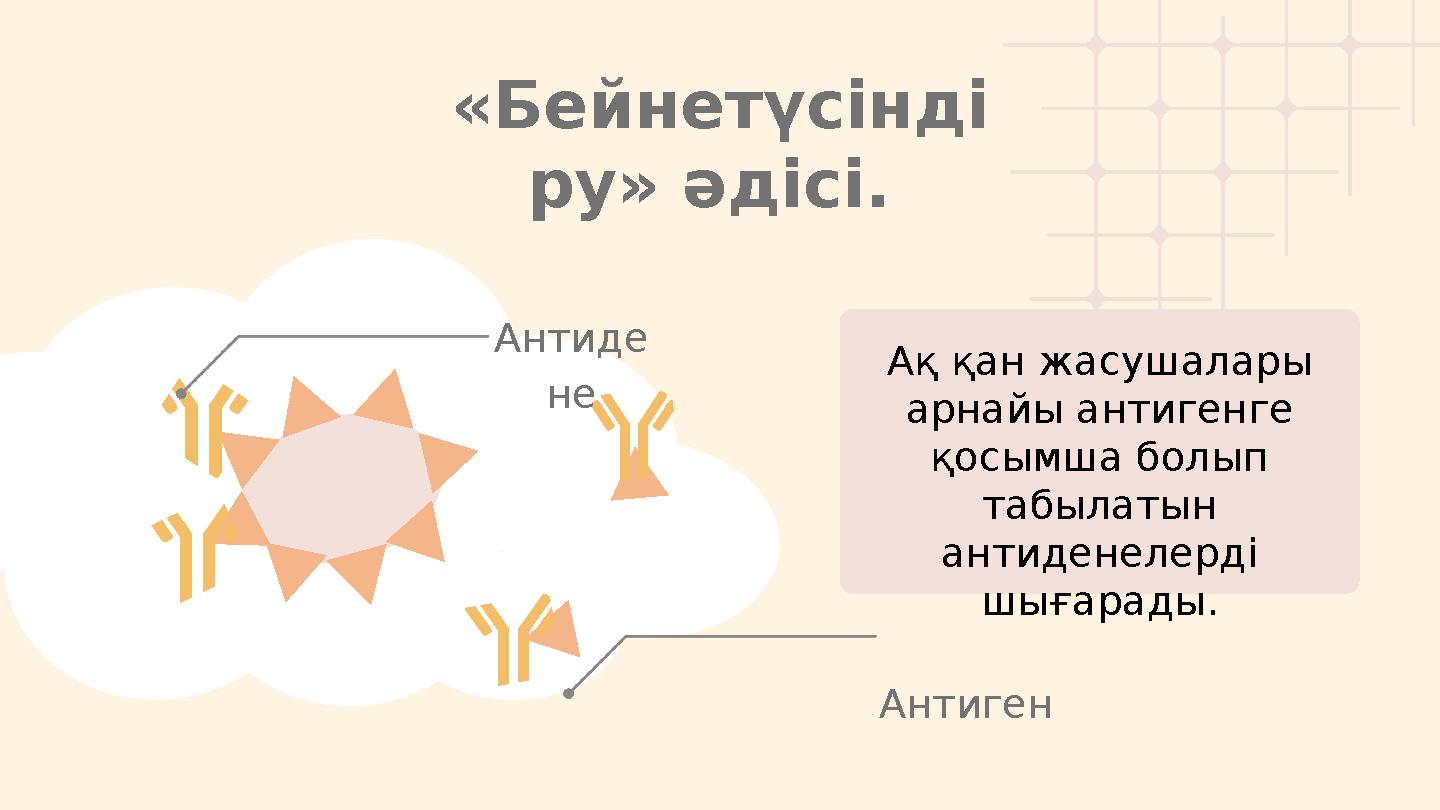 Ақ қан жасушалары арнайы антигенге қосымша болып табылатын антиденелерді шығарады. «Бейнетүсінді ру» әдісі. Антиген Антид