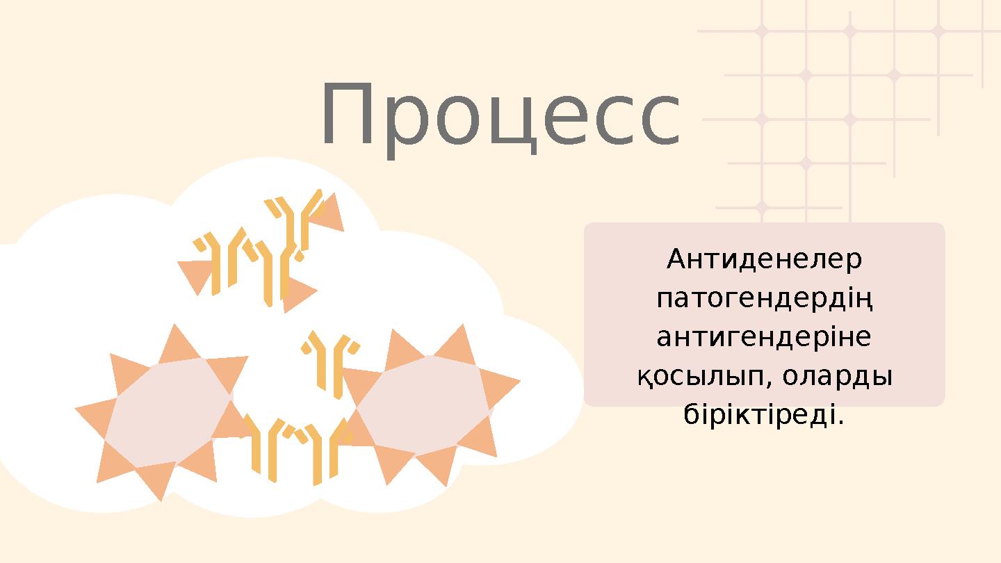 Антиденелер патогендердің антигендеріне қосылып, оларды біріктіреді. Процесс