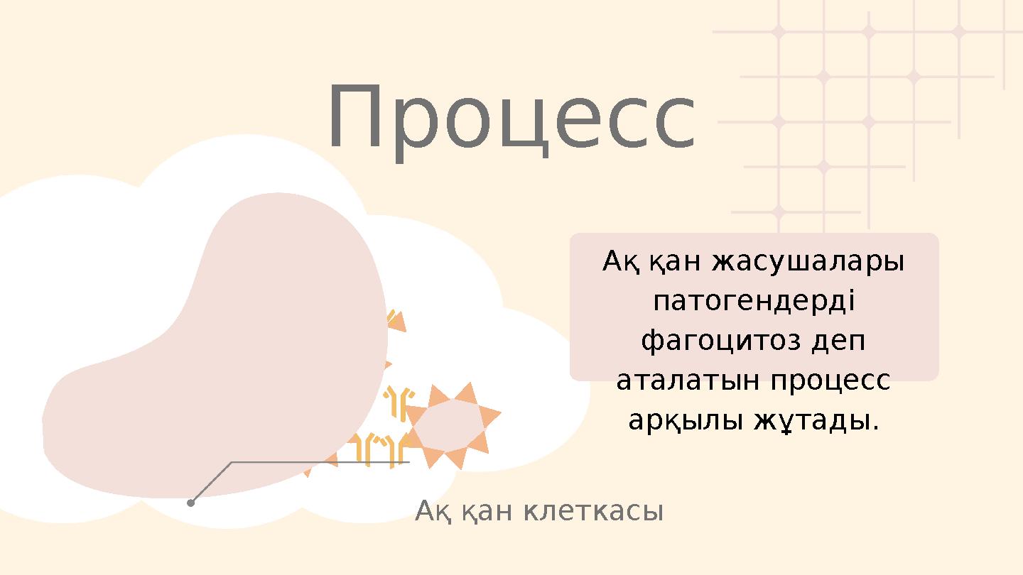 Ақ қан жасушалары патогендерді фагоцитоз деп аталатын процесс арқылы жұтады. Процесс Ақ қан клеткасы