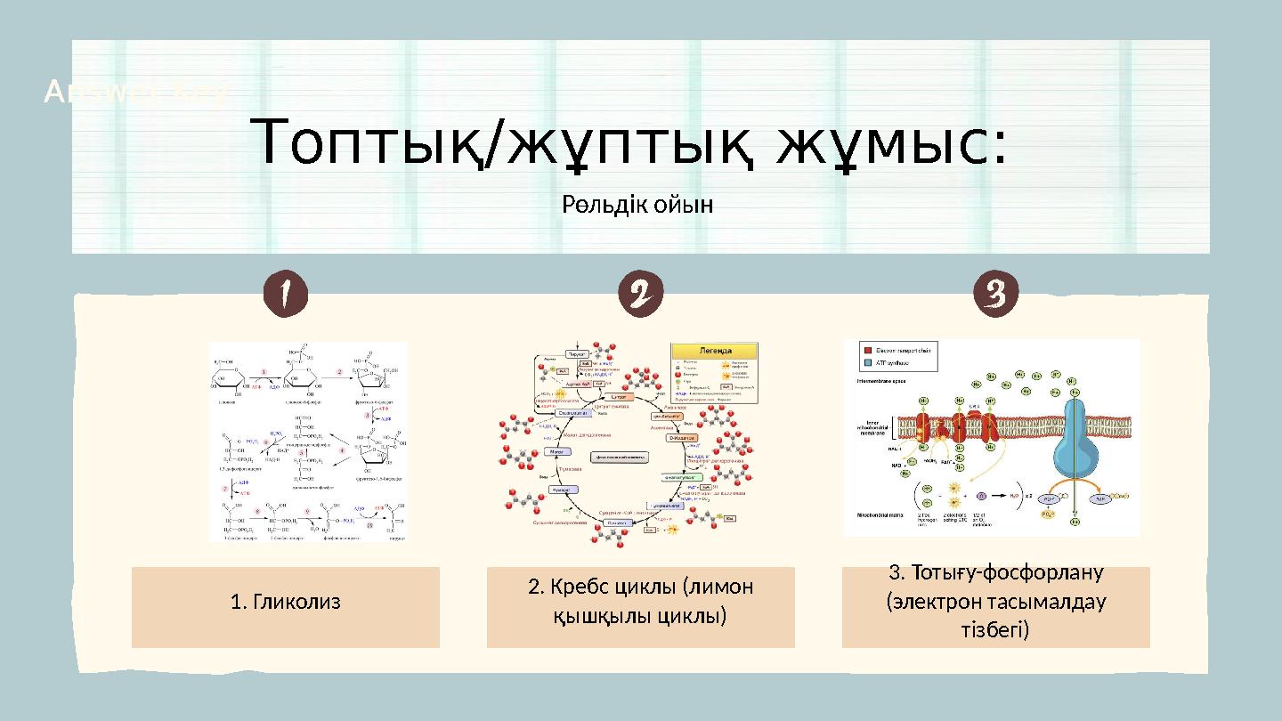 1. Гликолиз Рөльдік ойын Топтық/жұптық жұмыс: Answer Key 2. Кребс циклы (лимон қышқылы циклы) 3. Тотығу-фосфорлану (электрон