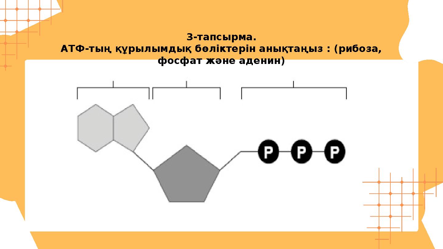 3-тапсырма. АТФ-тың құрылымдық бөліктерін анықтаңыз : (рибоза, фосфат және аденин)