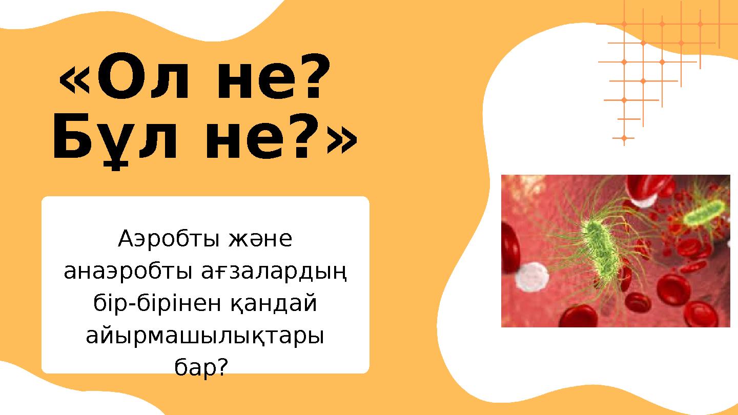 «Ол не? Бұл не?» Аэробты және анаэробты ағзалардың бір-бірінен қандай айырмашылықтары бар?