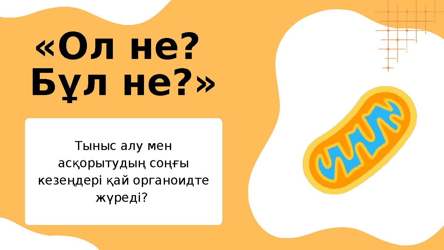 «Ол не? Бұл не?» Тыныс алу мен асқорытудың соңғы кезеңдері қай органоидте жүреді?