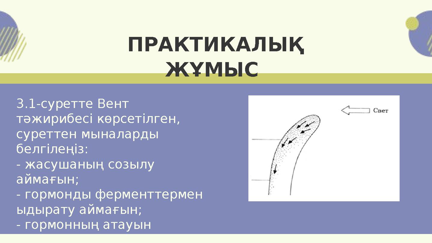 3.1-суретте Вент тәжирибесі көрсетілген, суреттен мыналарды белгілеңіз: - жасушаның созылу аймағын; - гормонды ферменттермен