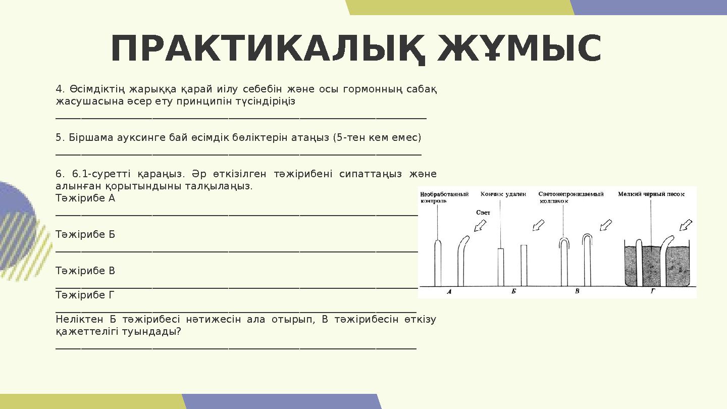 4. Өсімдіктің жарыққа қарай иілу себебін және осы гормонның сабақ жасушасына әсер ету принципін түсіндіріңіз _________________