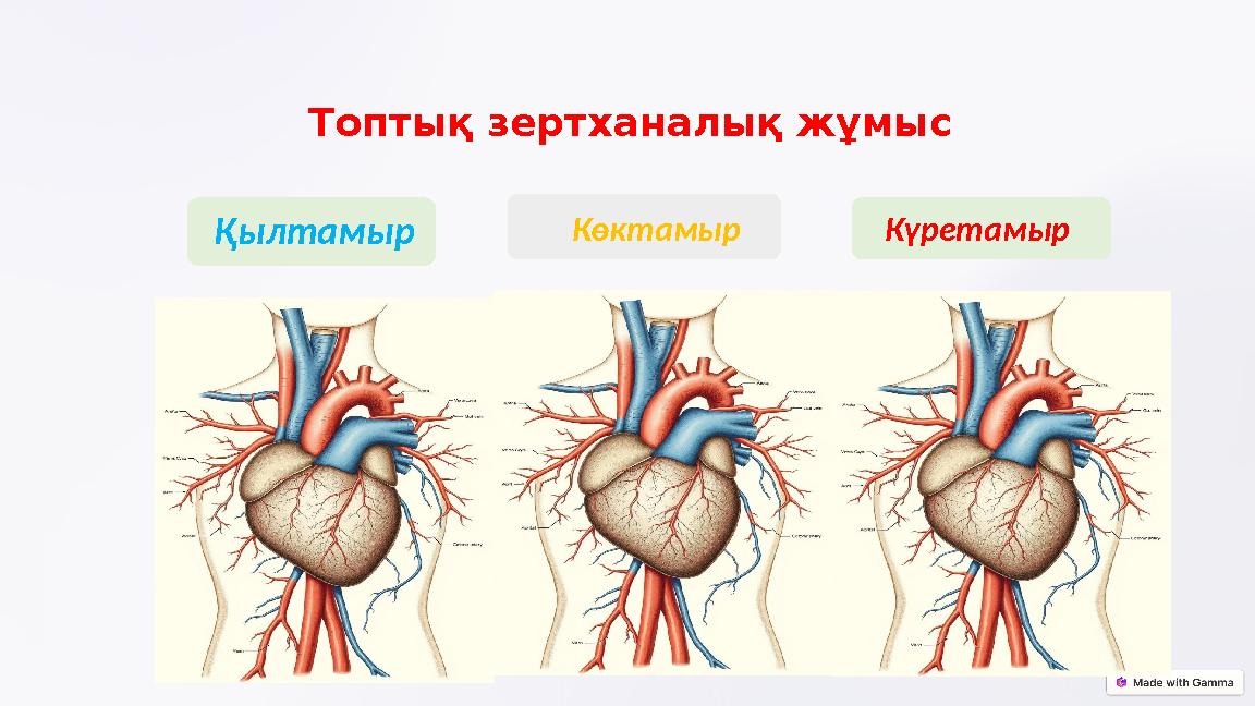 Топтық зертханалық жұмыс Қылтамыр КүретамырКөктамыр