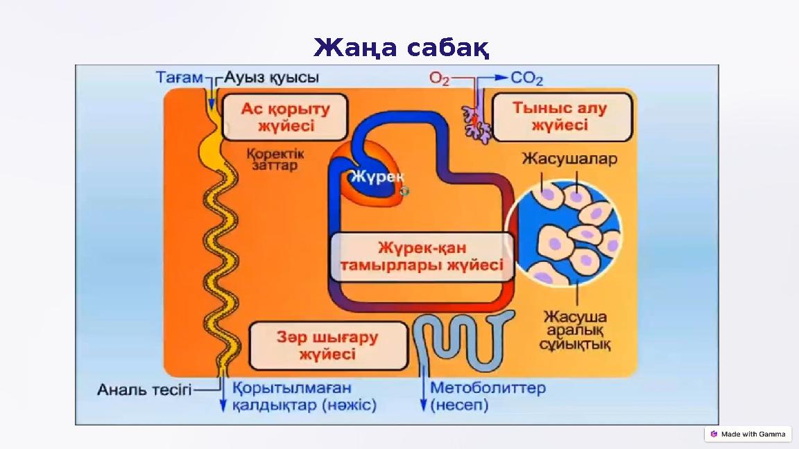 Жаңа сабақ