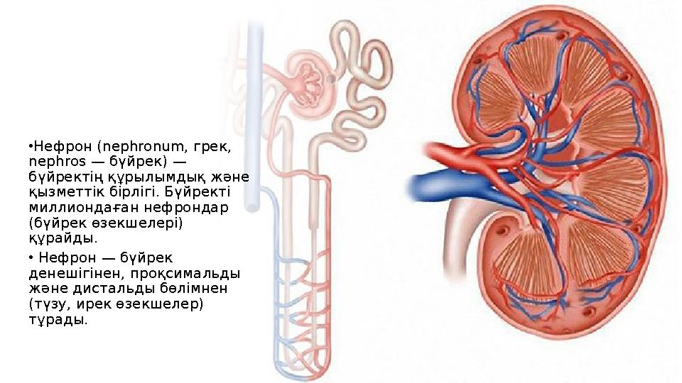 •Нефрон (nephronum, грек, nephros — бүйрек) — бүйректің құрылымдық және қызметтік бірлігі. Бүйректі миллиондаған нефрондар