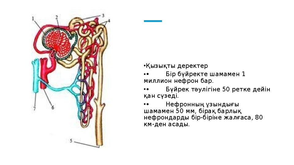 •Қызықты деректер •• Бір бүйректе шамамен 1 миллион нефрон бар. •• Бүйрек тәулігіне 50 ретке дейін қан сүзеді. •• Нефронның ұз