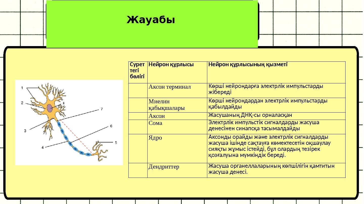 Жауабы Сурет тегі бөлігі Нейрон құрлысы Нейрон құрлысының қызметі Аксон терминал Көрші нейрондарға электрлік импульстарды
