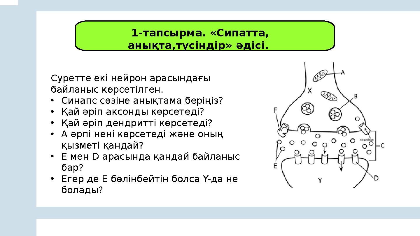 1-тапсырма. «Сипатта, анықта,түсіндір» әдісі. Суретте екі нейрон арасындағы байланыс көрсетілген. •Синапс сөзіне анықтама б