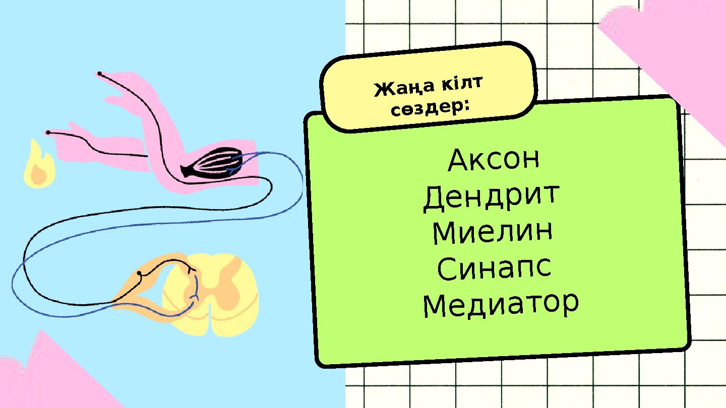 Аксон Дендрит Миелин Синапс Медиатор Жаңа кілт сөздер: