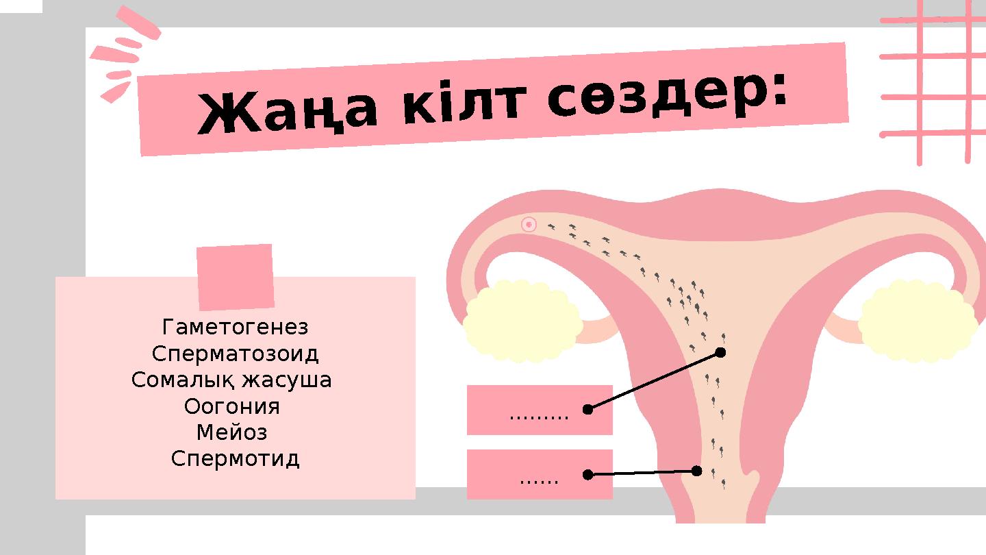 …… ……… Гаметогенез Сперматозоид Сомалық жасуша Оогония Мейоз Спермотид Жаңа кілт сөздер: