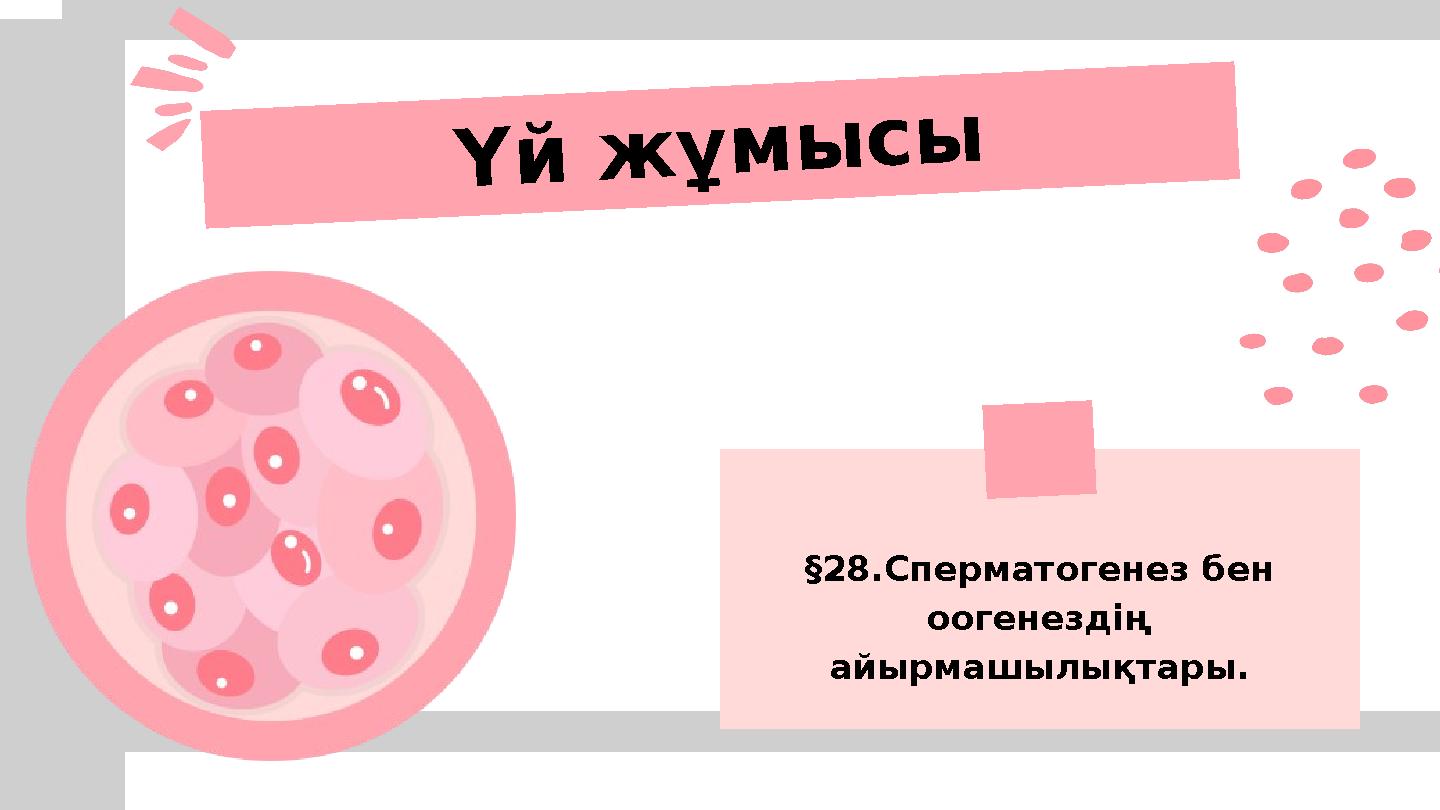 §28.Сперматогенез бен оогенездің айырмашылықтары. Үй жұмысы