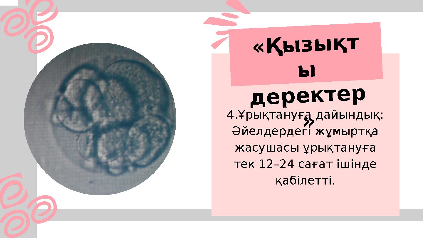 «Қызықт ы деректер » 4.Ұрықтануға дайындық: Әйелдердегі жұмыртқа жасушасы ұрықтануға тек 12–24 сағат ішінде қабілетті.