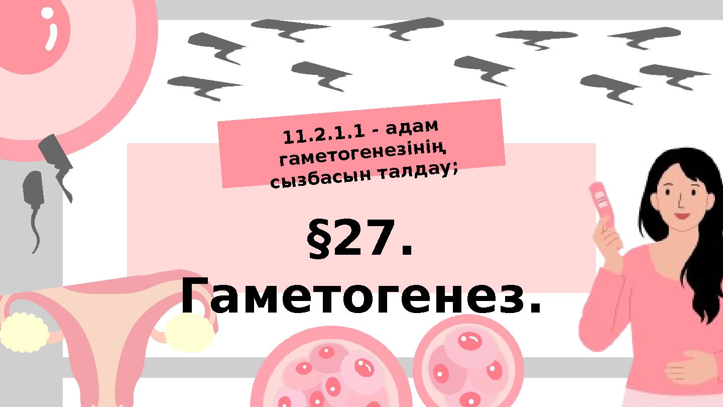 §27. Гаметогенез. 11.2.1.1 - адам гаметогенезінің сызбасын талдау;