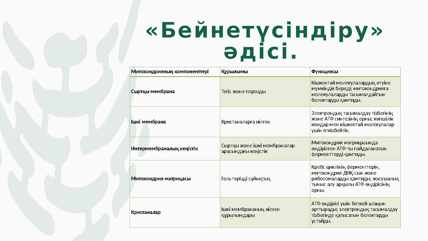 «Бейнетүсіндіру» әдісі. Митохондрияның компоненттері Құрылымы Функциясы Сыртқы мембрана Тегіс және порозды Кішкентай молеку