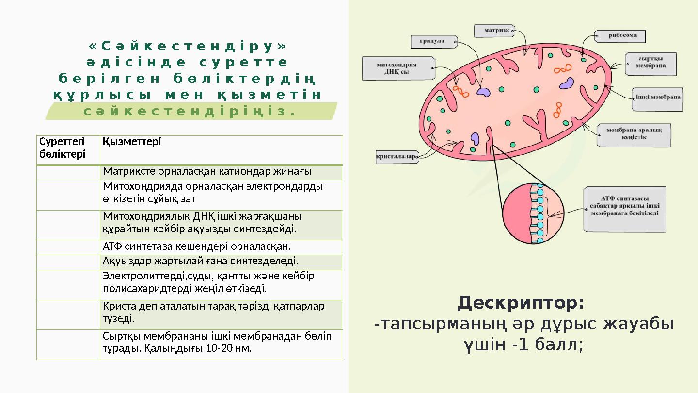 «Сәйкестендіру» әдісінде суретте берілген бөліктердің құрлысы мен қызметін сәйкестендіріңіз. Суреттегі бөліктері Қызметте