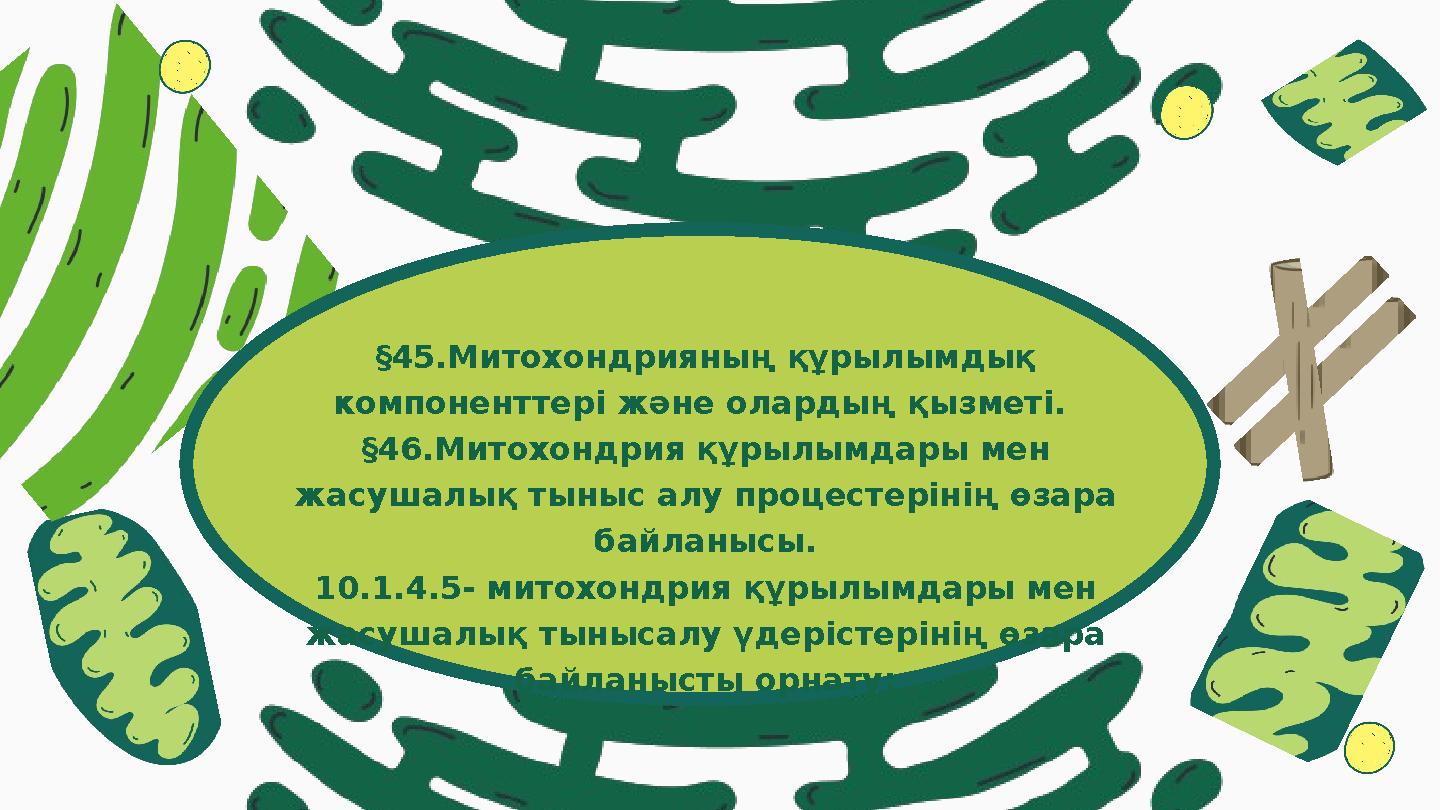 §45.Митохондрияның құрылымдық компоненттері және олардың қызметі. §46.Митохондрия құрылымдары мен жасушалық тыныс алу процес