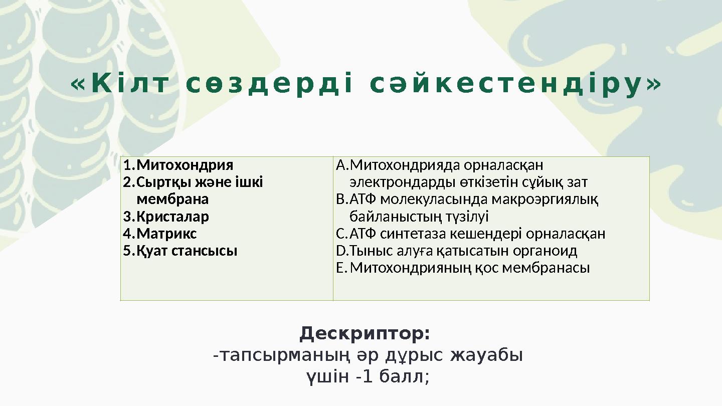 «Кілт сөздерді сәйкестендіру» 1.Митохондрия 2.Сыртқы және ішкі мембрана 3.Кристалар 4.Матрикс 5.Қуат стансысы A.Митохондри