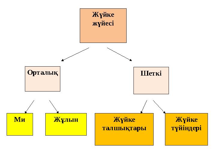 Жүйке жүйесі Орталық Шеткі Ми Жұлын Жүйке талшықтары Жүйке түйіндері