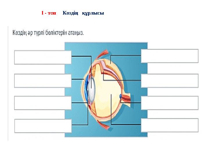 І - топ Көздің құрлысы