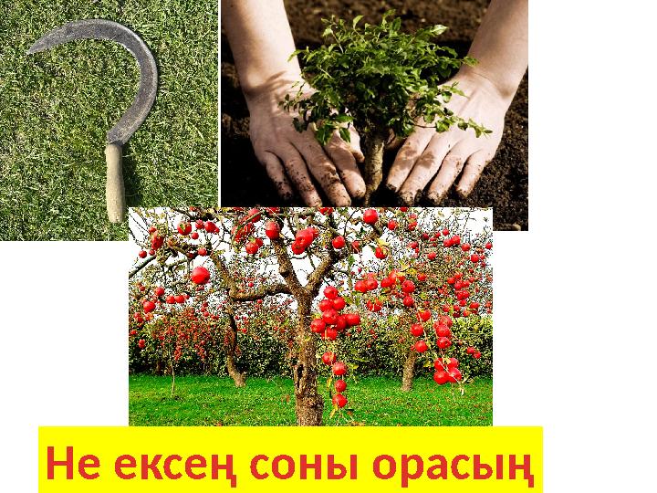 Не ексең соны орасың