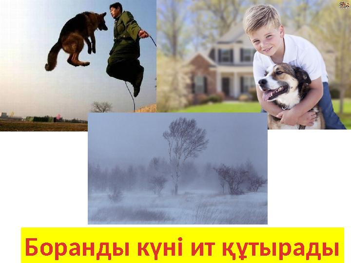 Боранды күні ит құтырады