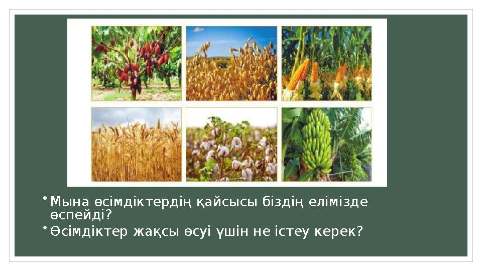 • Мына өсімдіктердің қайсысы біздің елімізде өспейді? • Өсімдіктер жақсы өсуі үшін не істеу керек?
