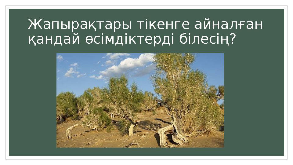 Жапырақтары тікенге айналған қандай өсімдіктерді білесің?