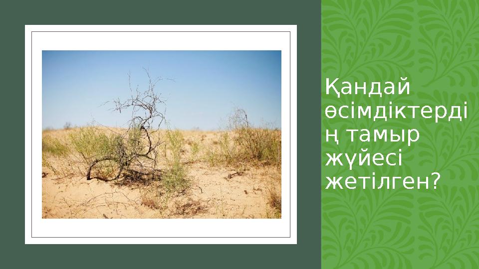 Bulb Seed Transplant 0 0.5 1 1.5 2 2.5 3 3.5 4 4.5 5 Series 1Series 2Series 3 Қандай өсімдіктерді ң тамыр жүйесі