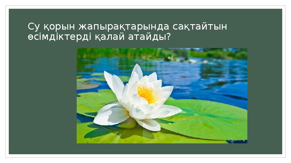 Су қорын жапырақтарында сақтайтын өсімдіктерді қалай атайды?