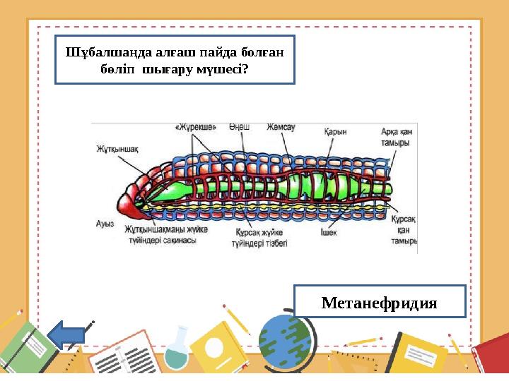 Шұбалшаңда алғаш пайда болған бөліп шығару мүшесі? Метанефридия