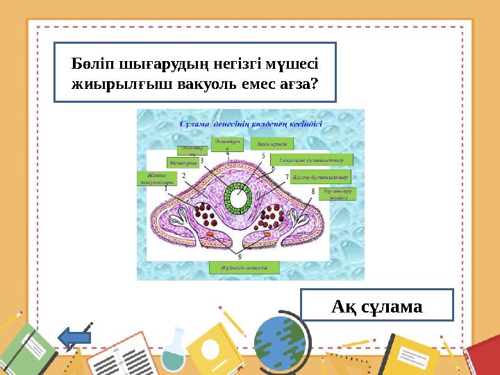 Бөліп шығарудың негізгі мүшесі жиырылғыш вакуоль емес ағза? Ақ сұлама