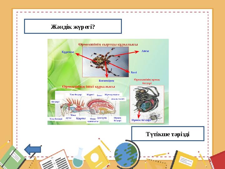 Жәндік жүрегі? Түтікше тәрізді