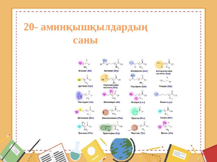 20- аминқышқылдардың саны