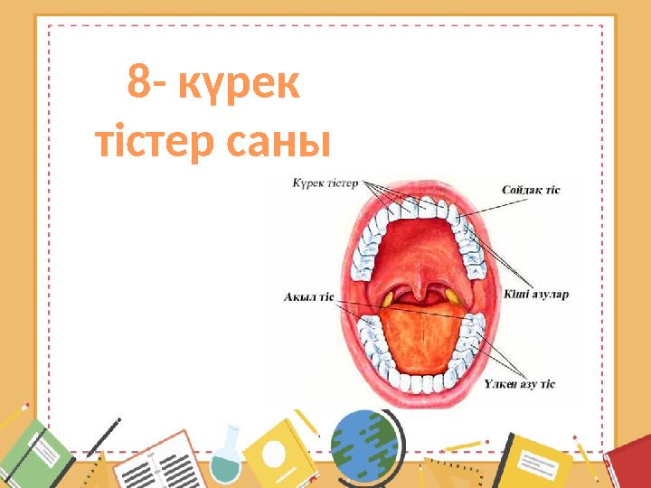 8- күрек тістер саны