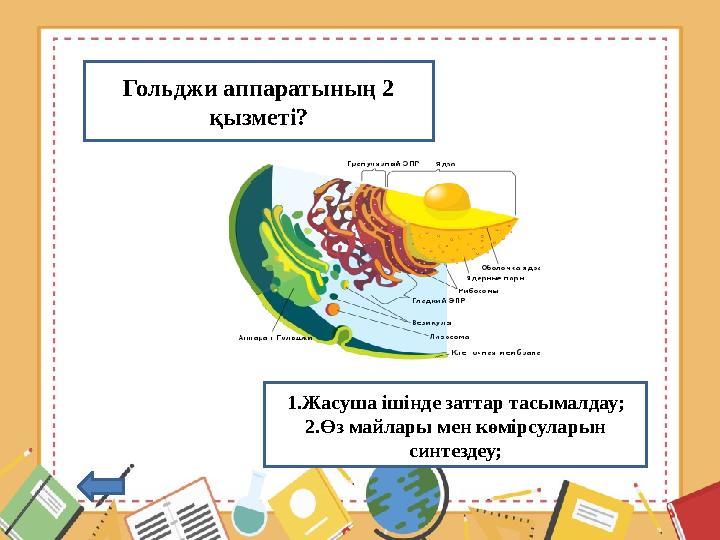 Гольджи аппаратының 2 қызметі? 1.Жасуша ішінде заттар тасымалдау; 2.Өз майлары мен көмірсуларын синтездеу;