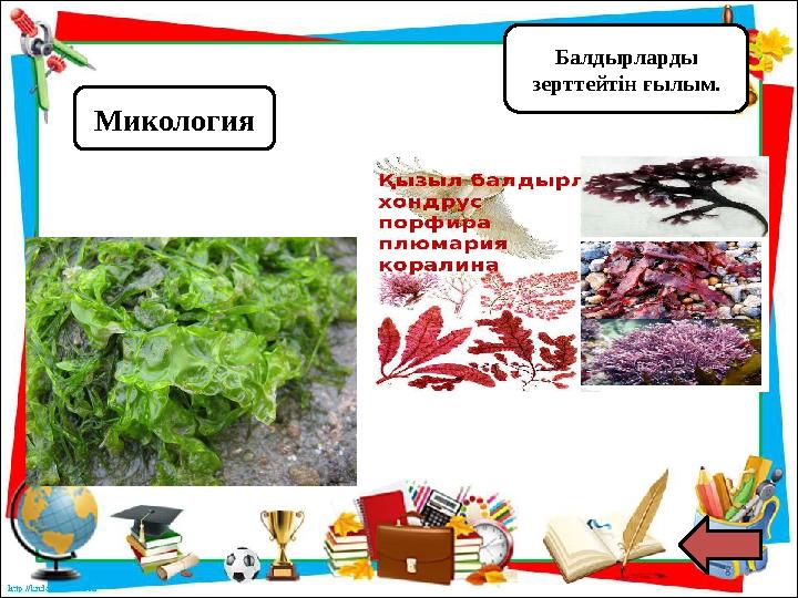 Микология Балдырларды зерттейтін ғылым.