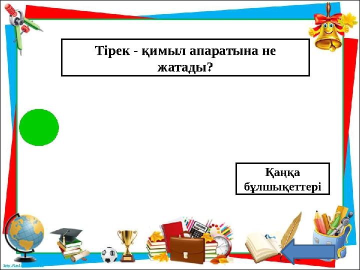 Тірек - қимыл апаратына не жатады? Қаңқа бұлшықеттері