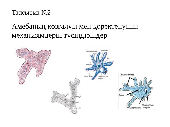 Тапсырма №2 Амебаның қозғалуы мен қоректенуінің механизімдерін түсіндіріңдер.