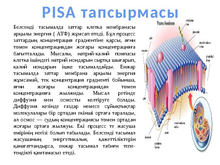 Белсенді тасымалда заттар клетка мембранасы арқылы энергия ( АТФ) жұмсап өтеді. Бұл процесс заттардың концентрация градиентіне