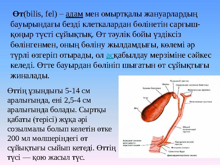 Өт(bіlіs, fel) – адам мен омыртқалы жануарлардың бауырындағы безді клеткалардан бөлінетін сарғыш- қоңыр түсті сұйықтық. Өт т