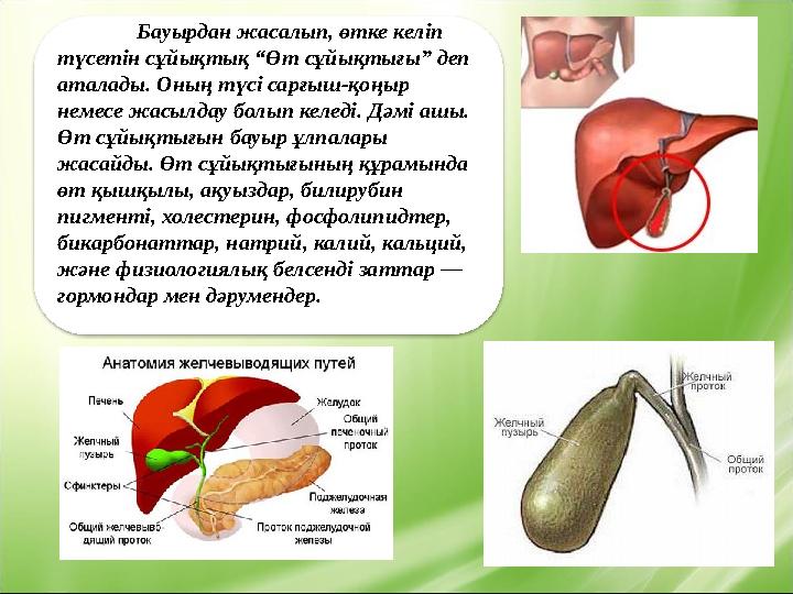 Бауырдан жасалып, өтке келіп түсетін сұйықтық “Өт сұйықтығы” деп аталады. Оның түсі сарғыш-қоңыр немесе жасылдау болып келед