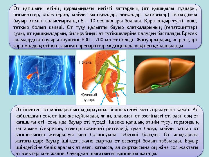 Өт қапшығы өтінің құрамындағы негізгі заттардың (өт қышқылы тұздары, пигменттер, холестерин, майлы қышқылдар, аниондар, катион