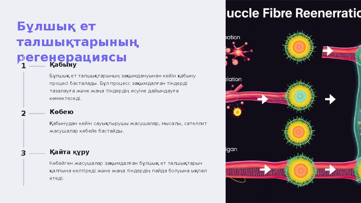 Бұлшық ет талшықтарының регенерациясы 1 Қабыну Бұлшық ет талшықтарының зақымдануынан кейін қабыну процесі басталады. Бұл про